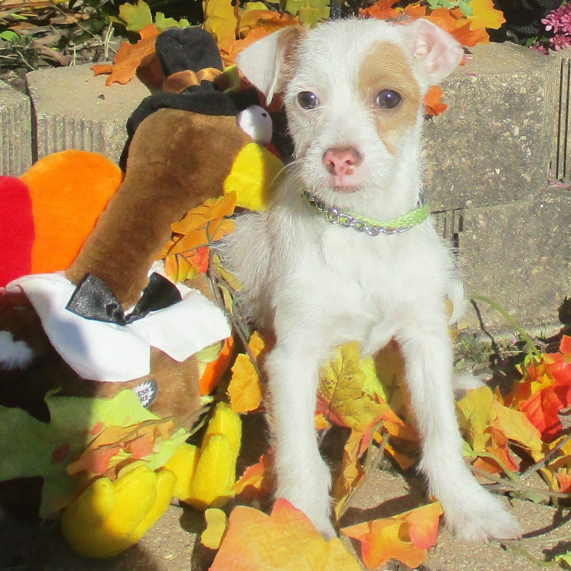 4 Paws 4 U 4 Ever West Chicago