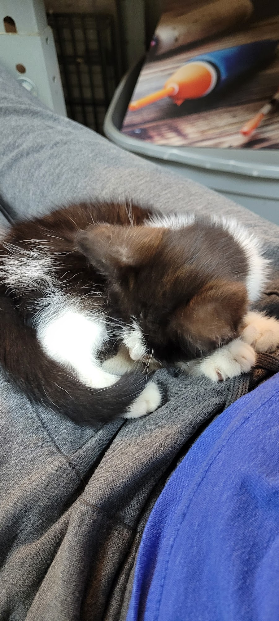 Franklin County Animal Hospital West Frankfort