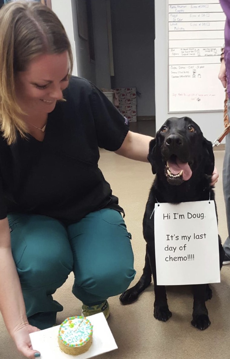 VCA West Suburban Veterinary Hospital Westmont