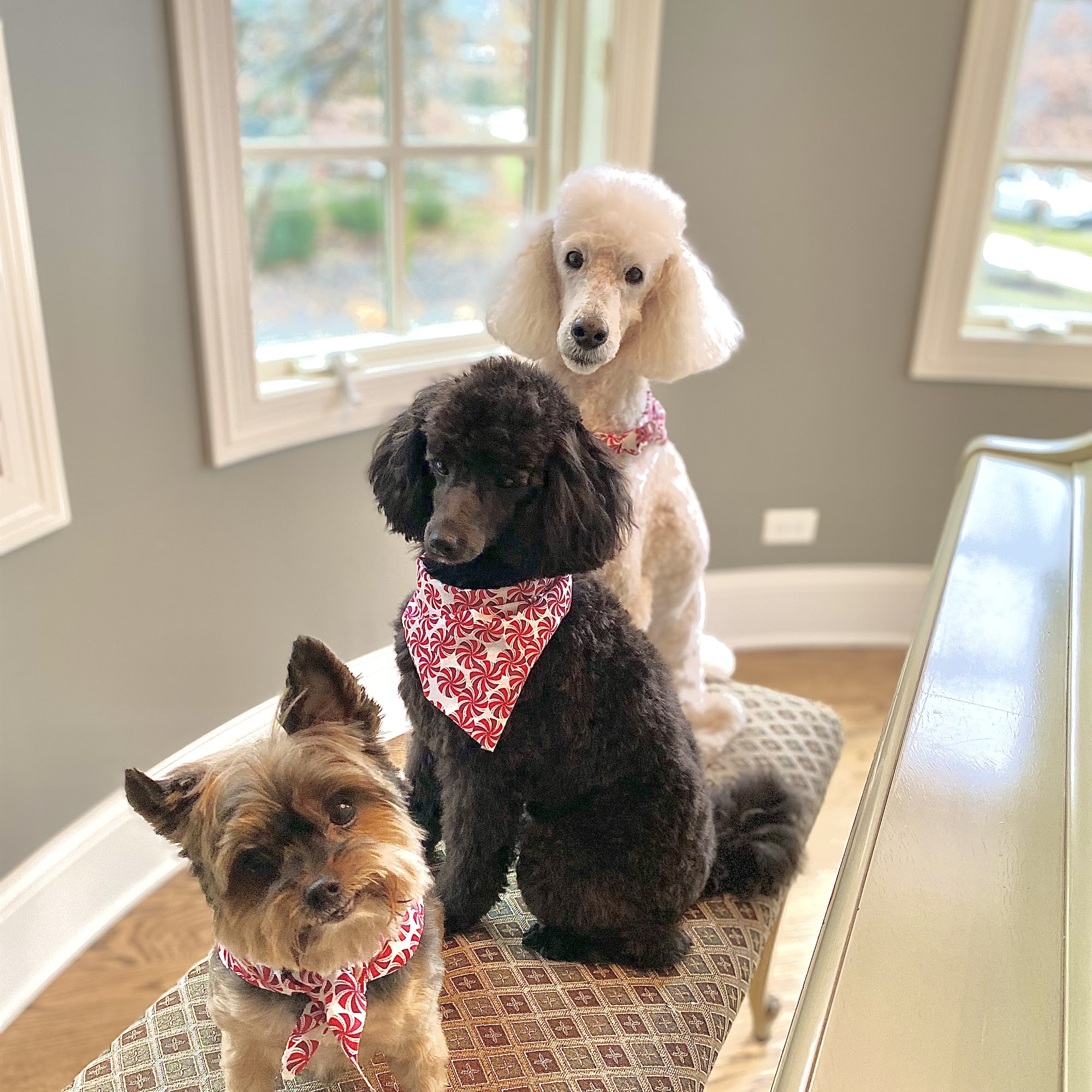 Looking Good Dog Grooming Westmont