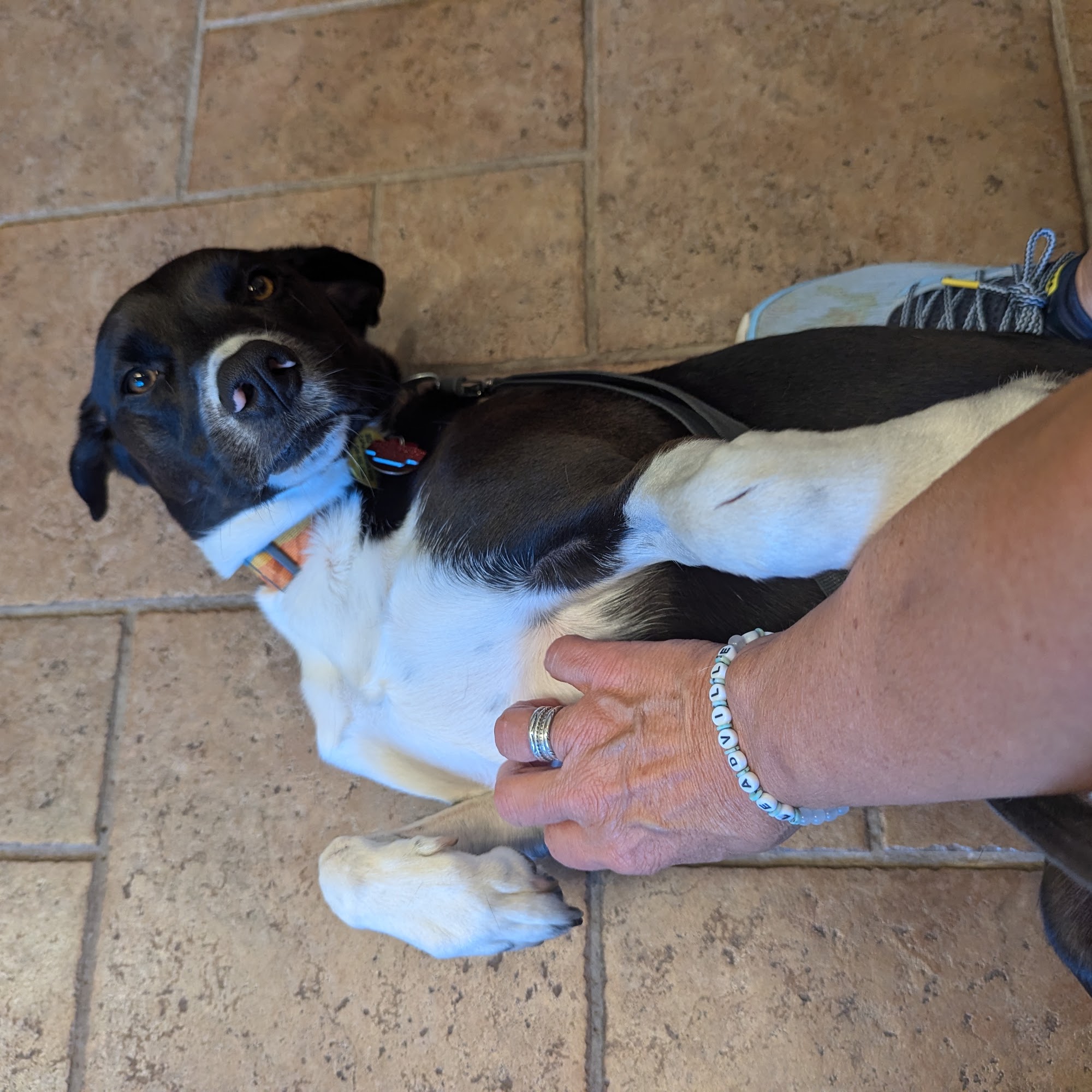 West Suburban Veterinary: Muehrcke Alison D DVM Westmont