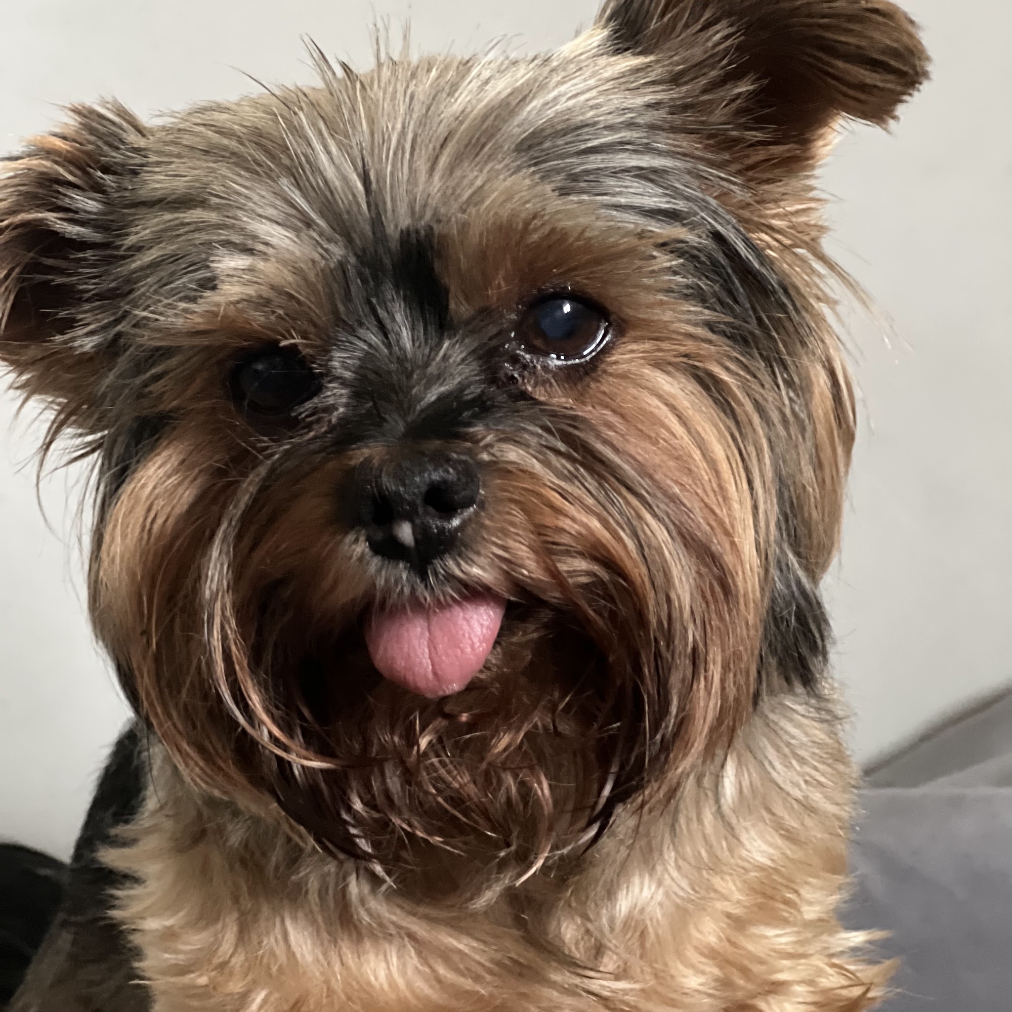 Animal Health Clinic-Wheeling Wheeling