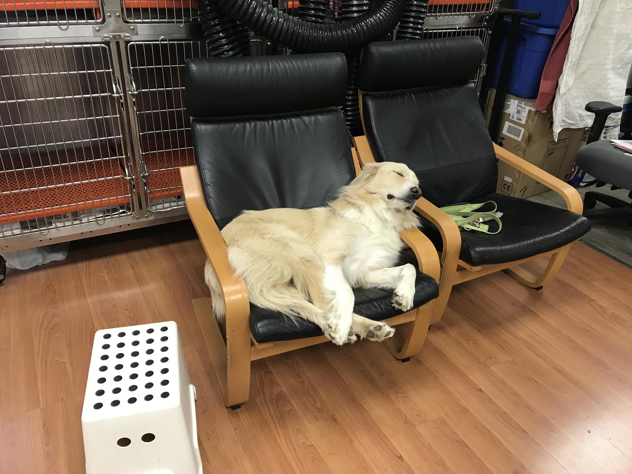 Go Grooming Inc. Wheeling