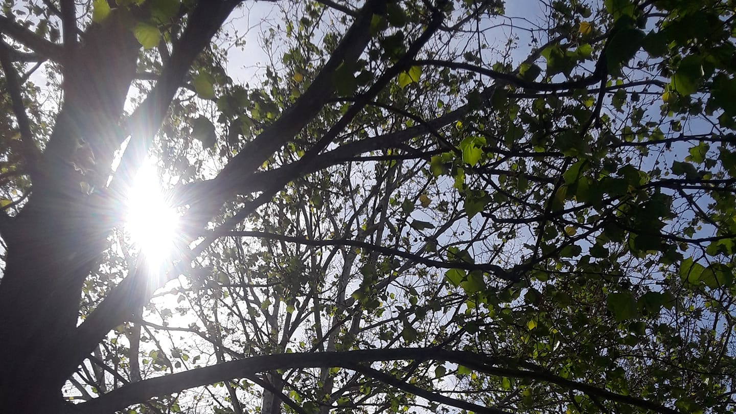 J&R Tree Removal Services