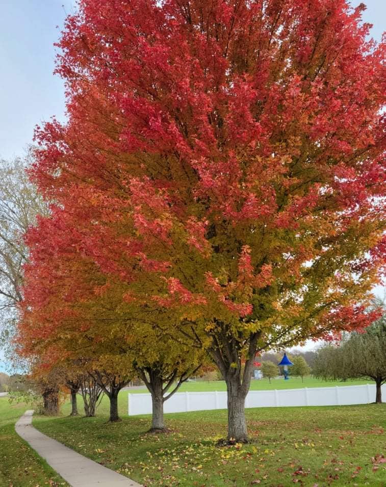 J&R Tree Removal Services