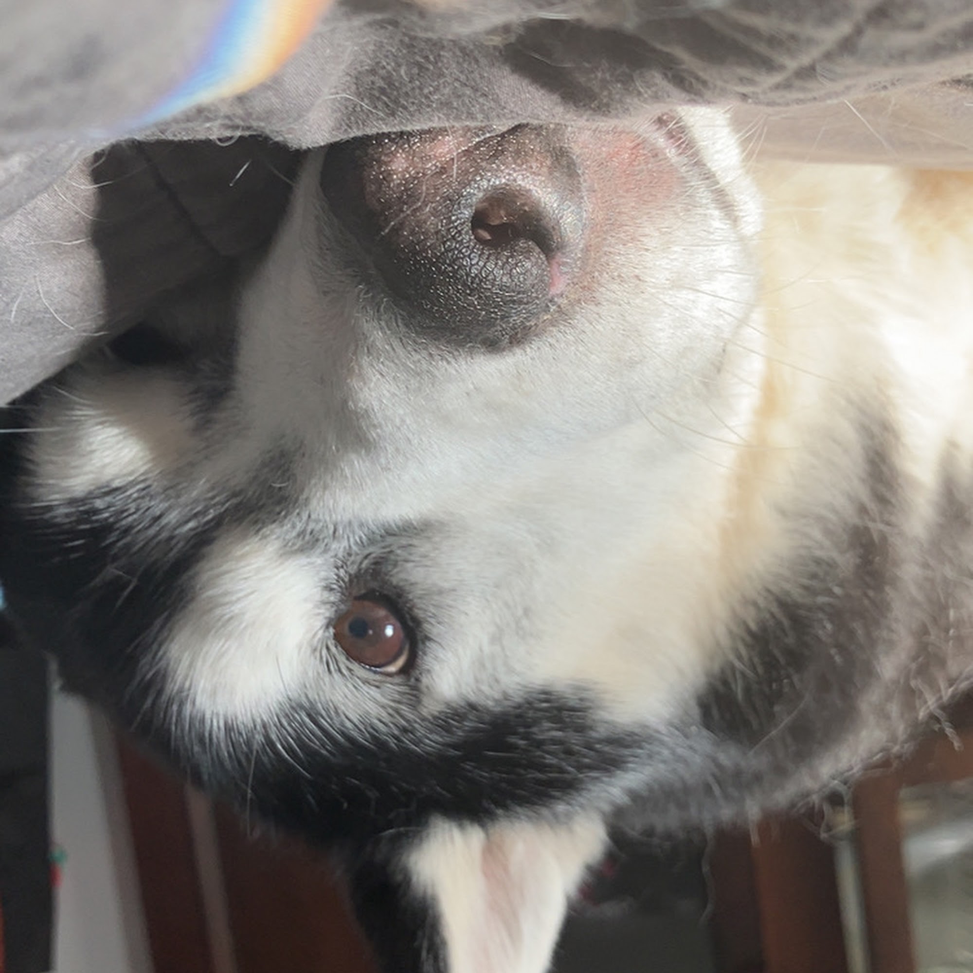 Skinner Animal Clinic Wilmington