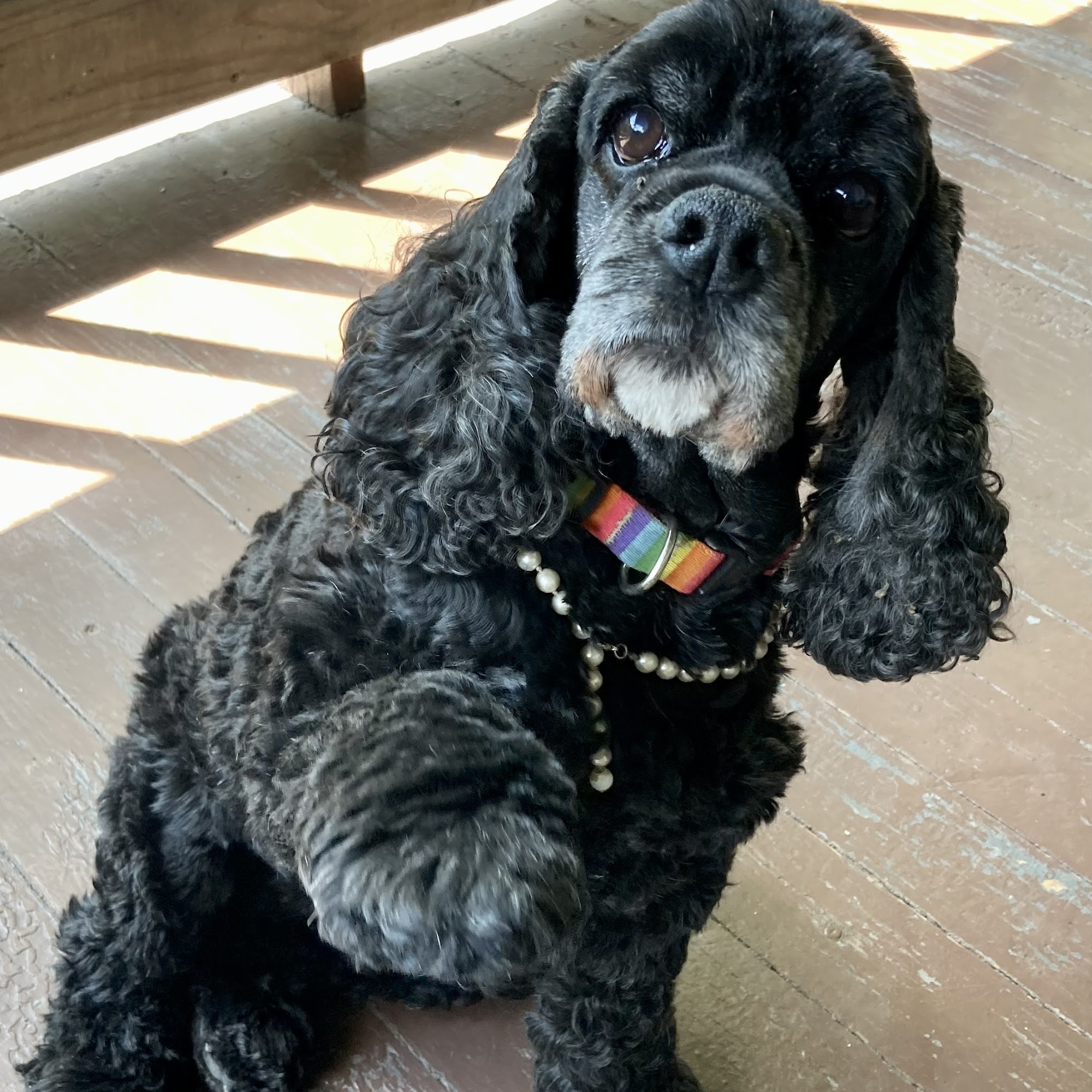 A Canine Creations Winnebago