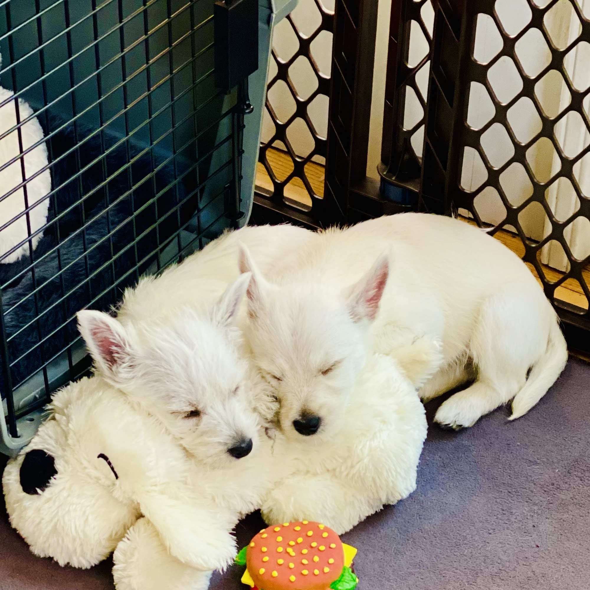 Winnetka Animal Hospital LLC Winnetka