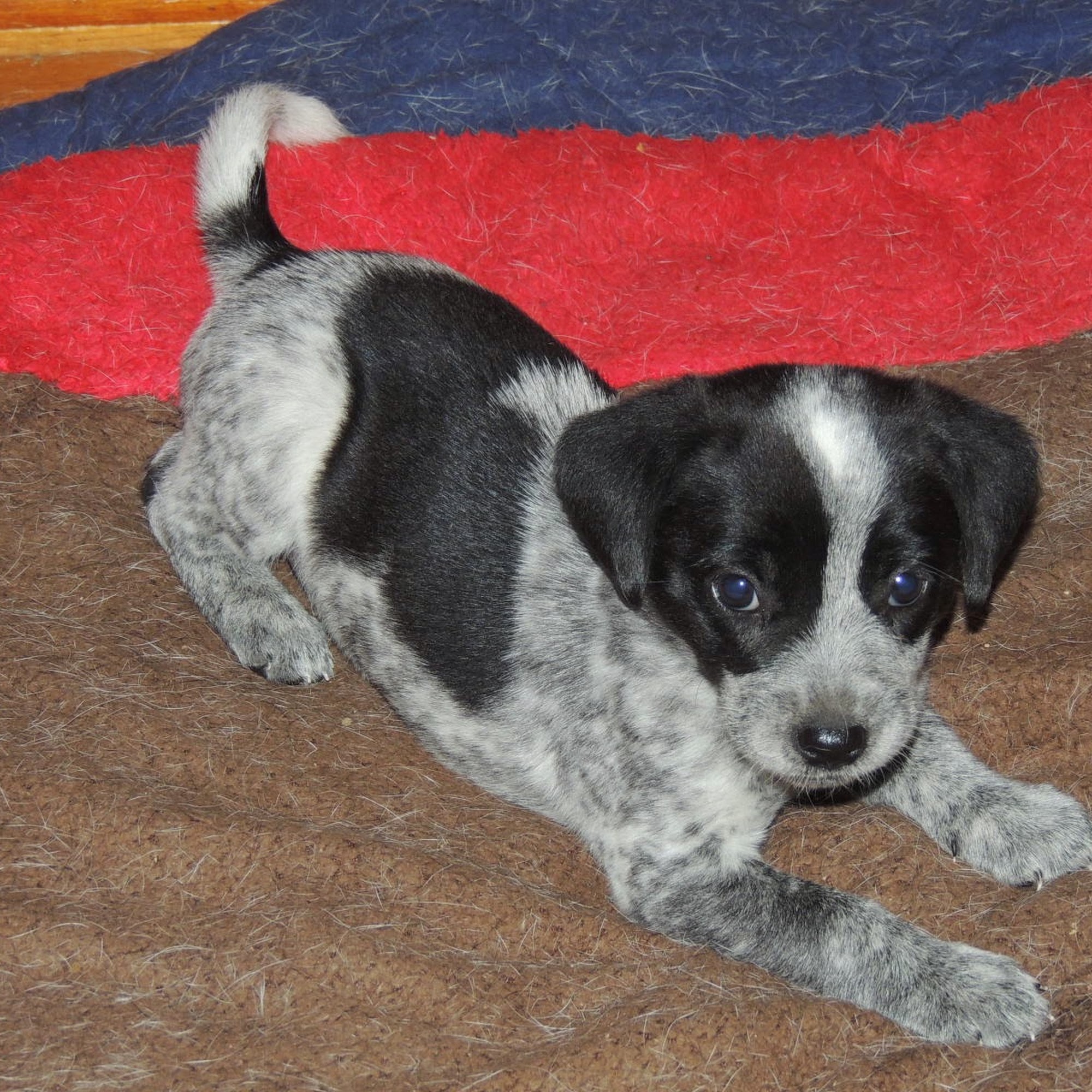 Rosewood Pet Hospital Wood River