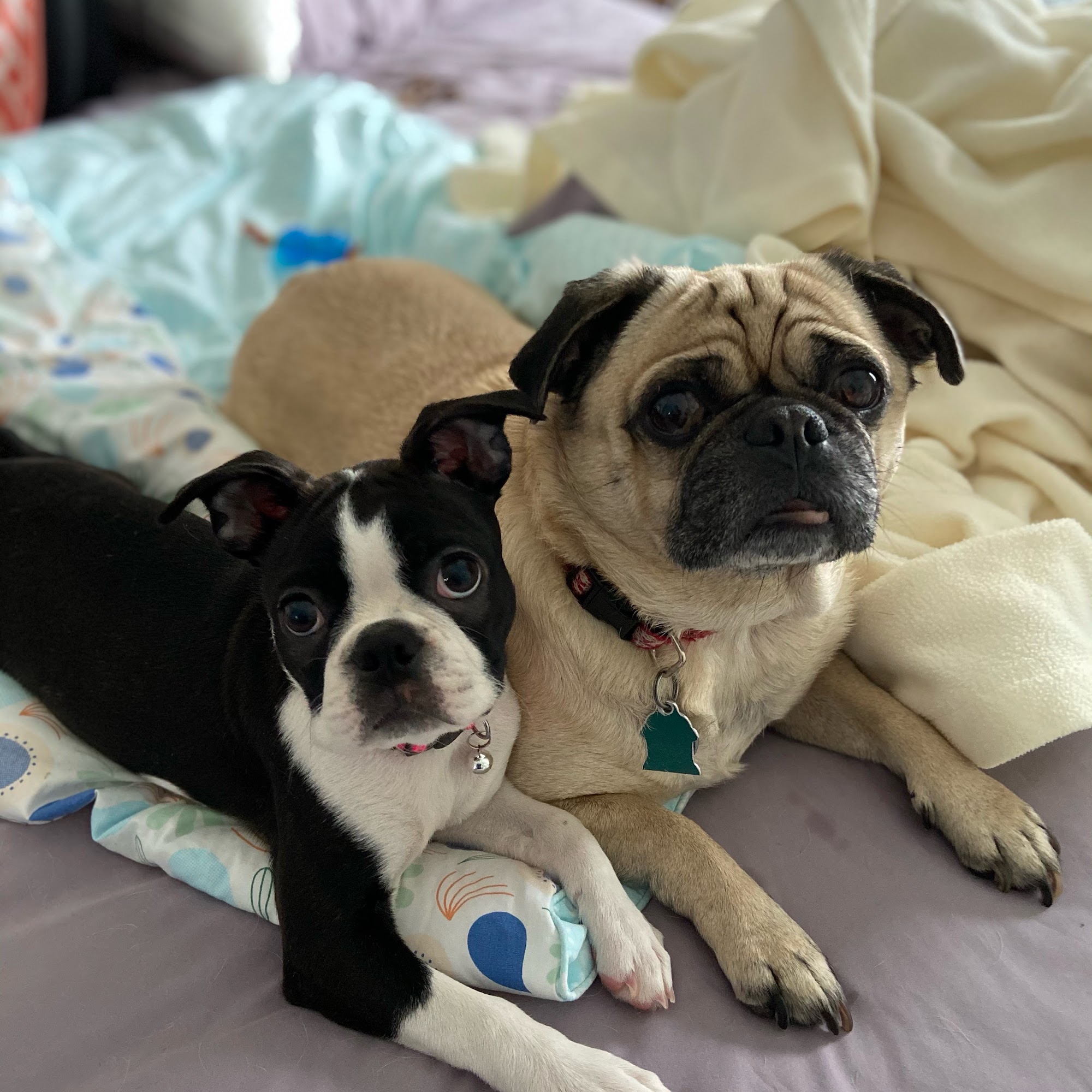 Good Dog Academy & Daycare Woodstock