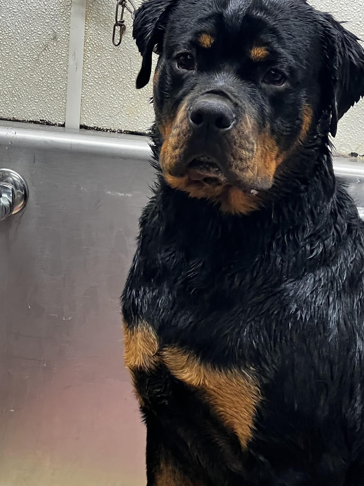 Furry Friends Dog Grooming Worth