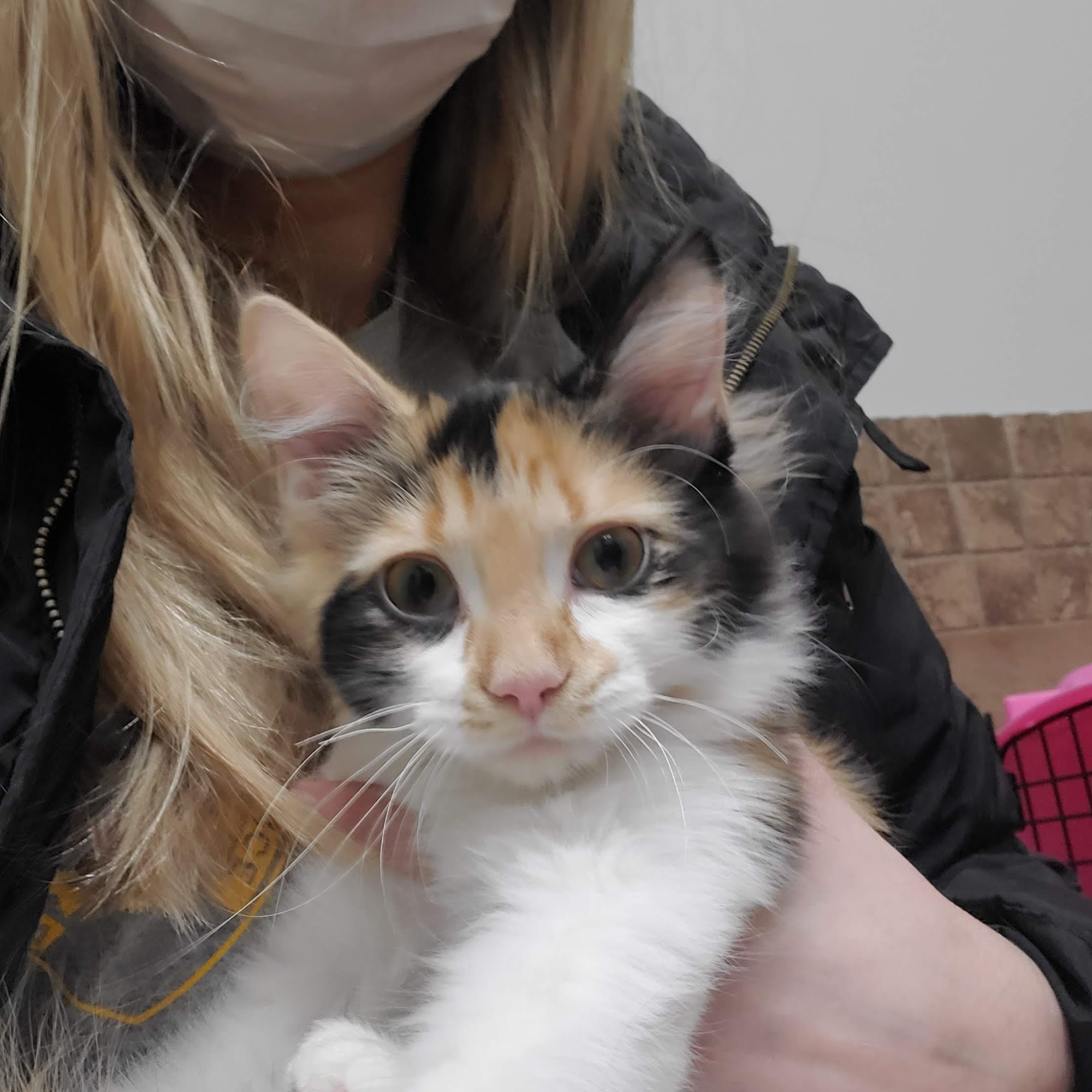 Yorkville Animal Hospital Yorkville