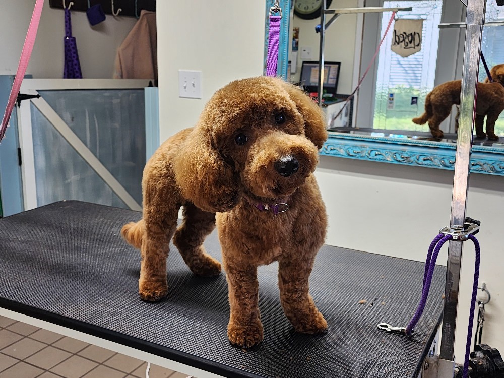 Erica's Grooming Yorkville