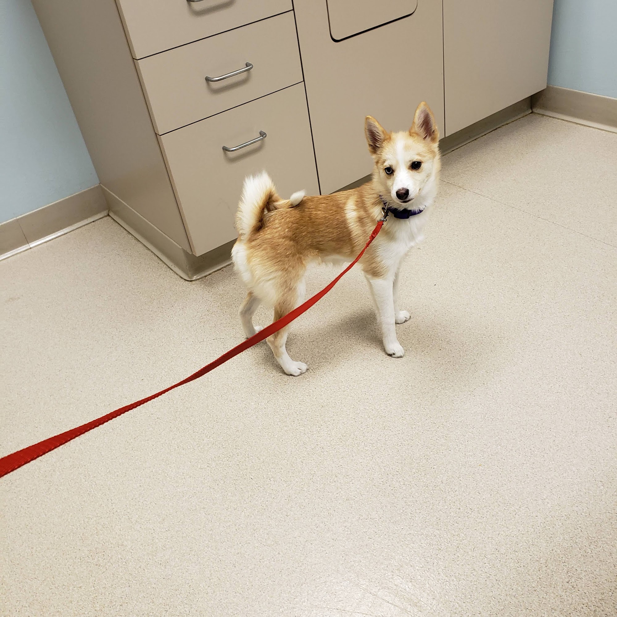 Albany Veterinary Clinic Inc. Albany