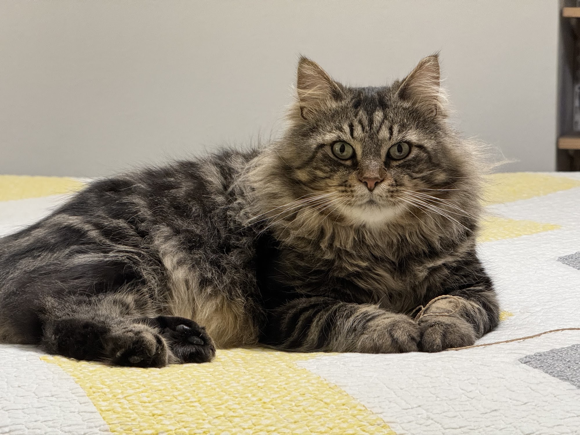 South Anderson Veterinary Clinic Anderson