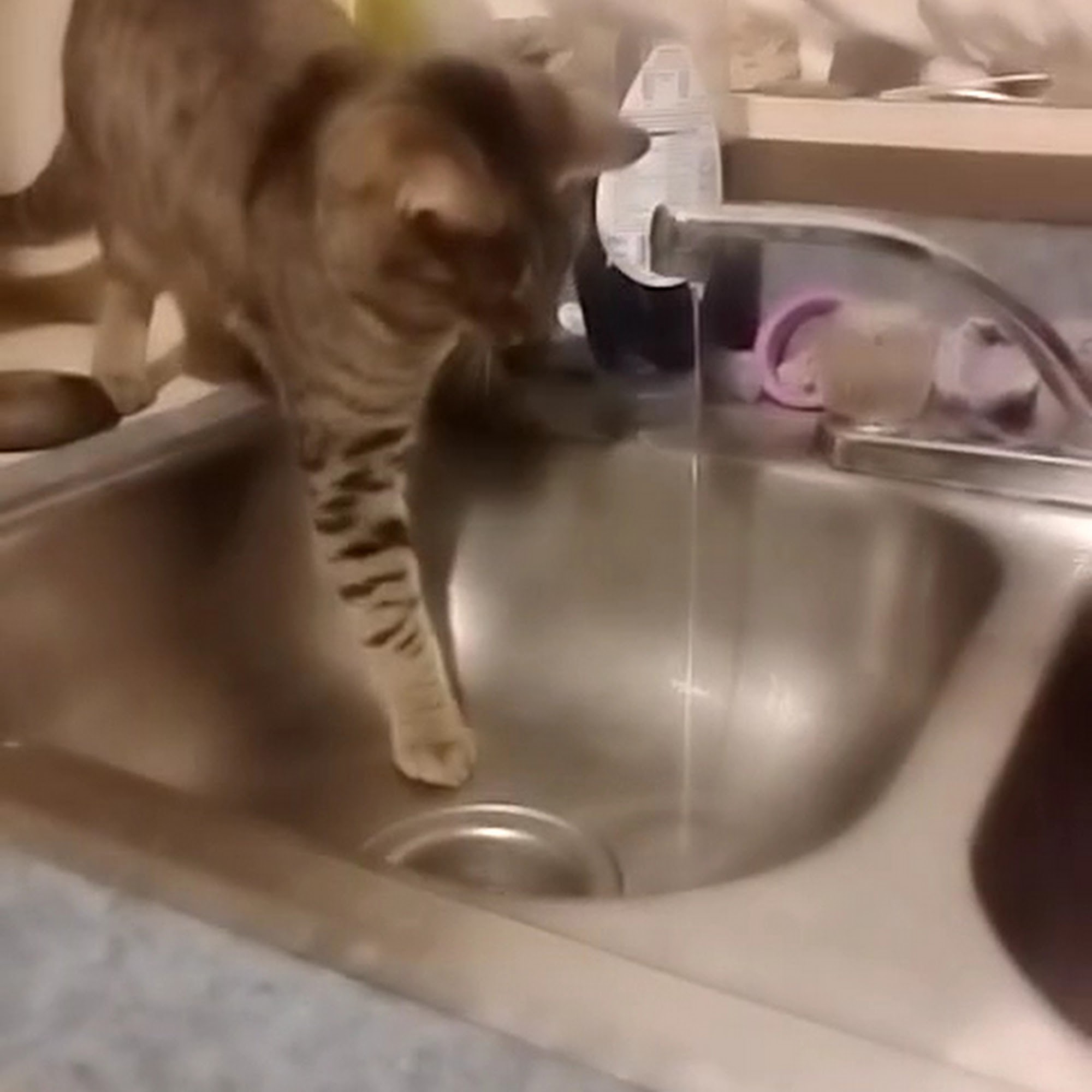 The Flying Fur Anderson