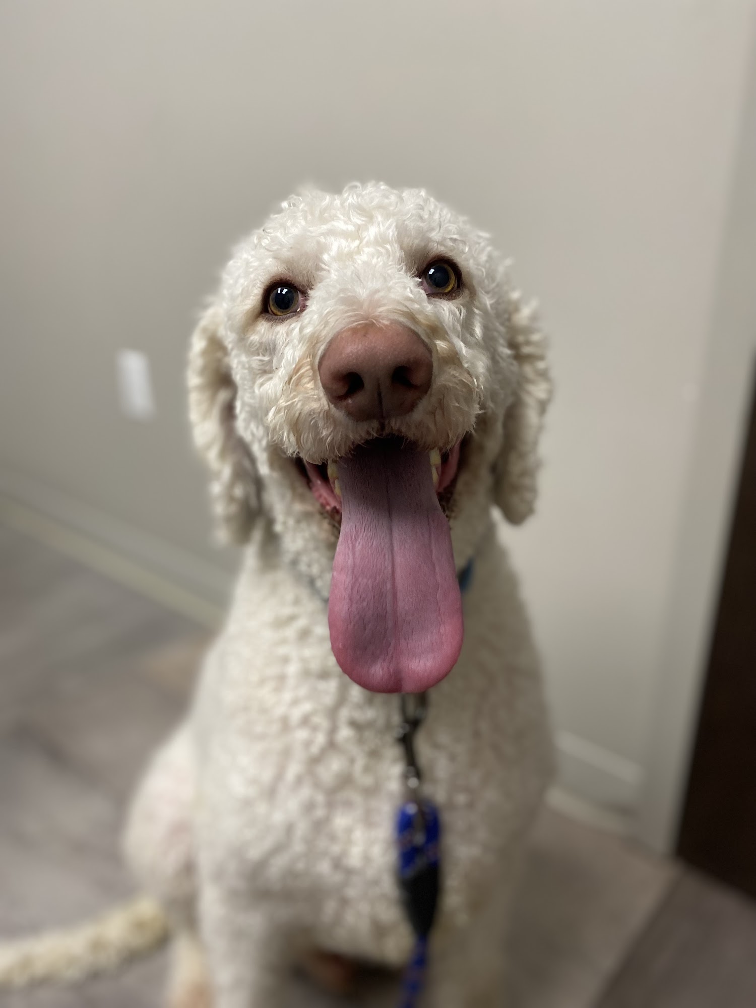 All Paws & Claws Veterinary Clinic Angola