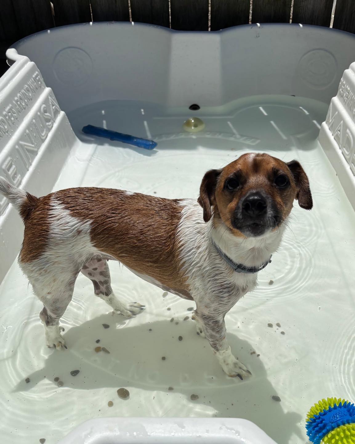 Pawsitively Paradise Pet Resort Angola