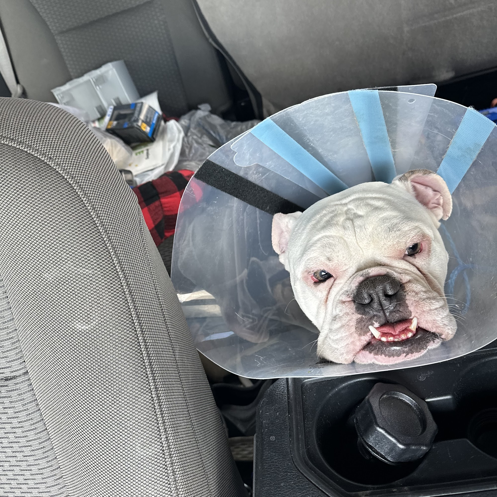 Auburn Hills Animal Hospital Auburn