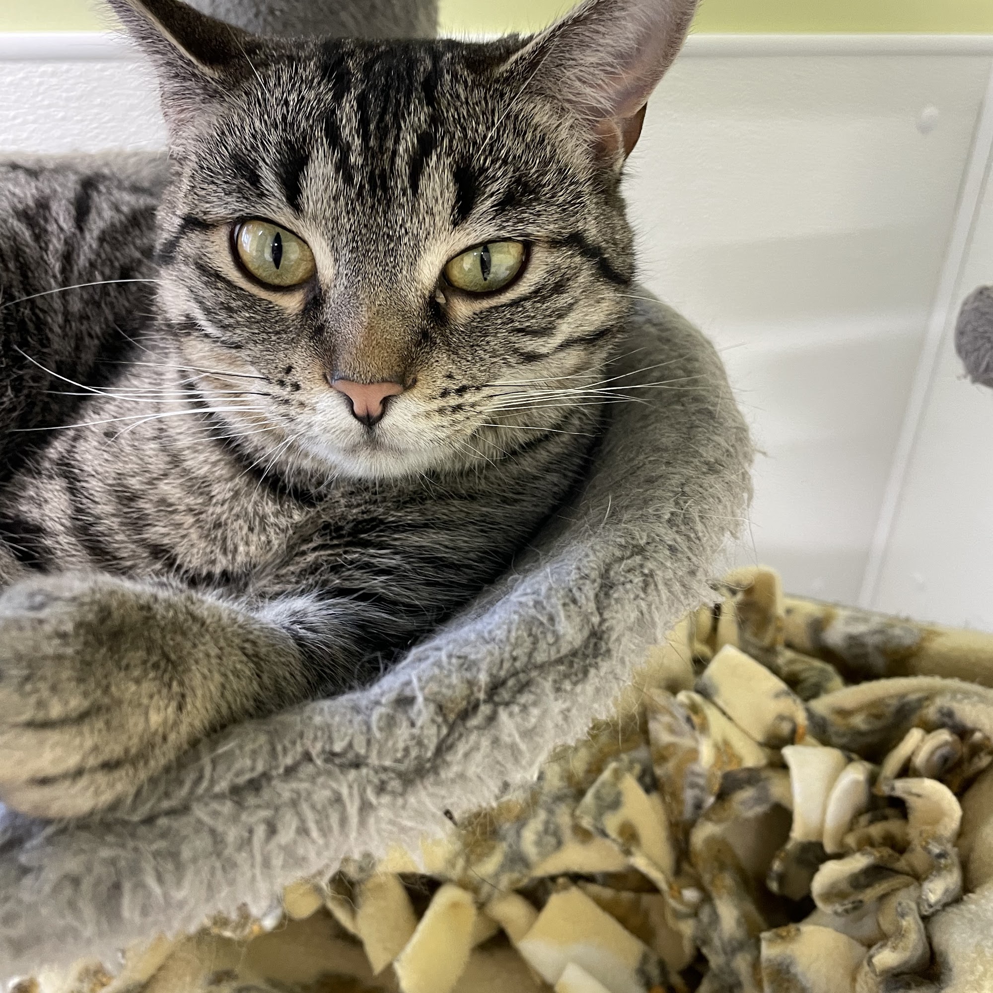 DeKalb Humane Society Auburn