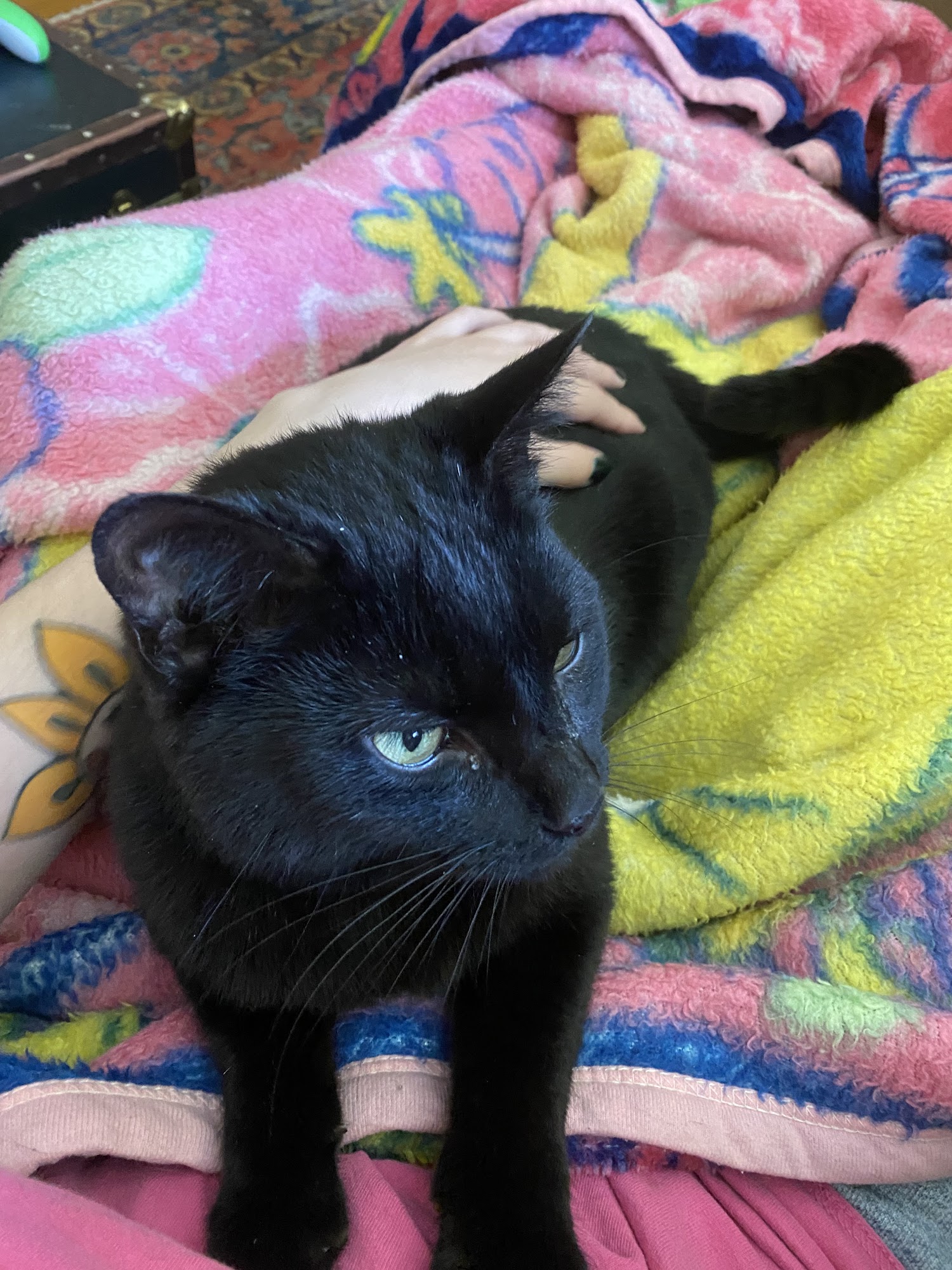 DeKalb Humane Society Auburn