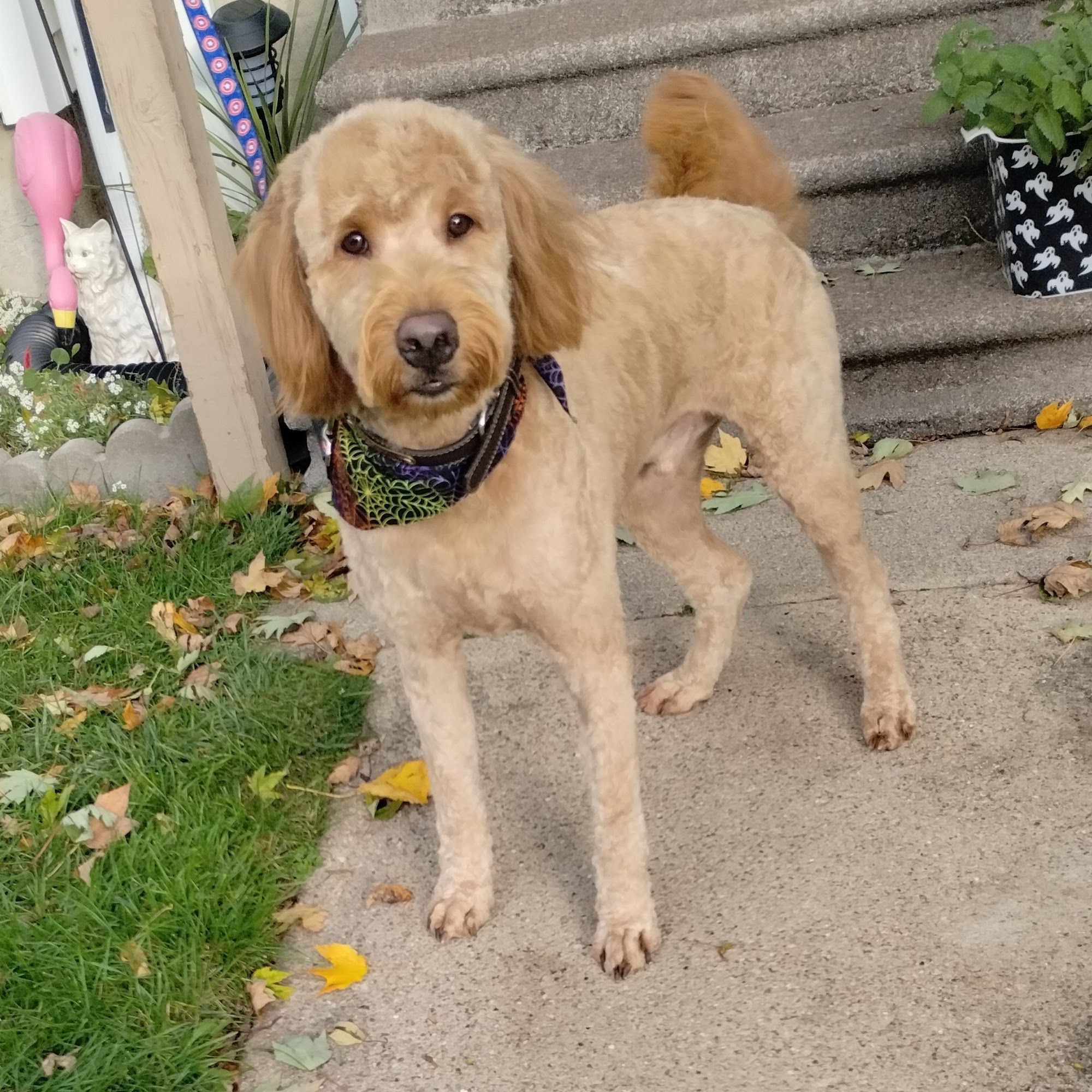 Go Dog Go Dog Grooming Auburn
