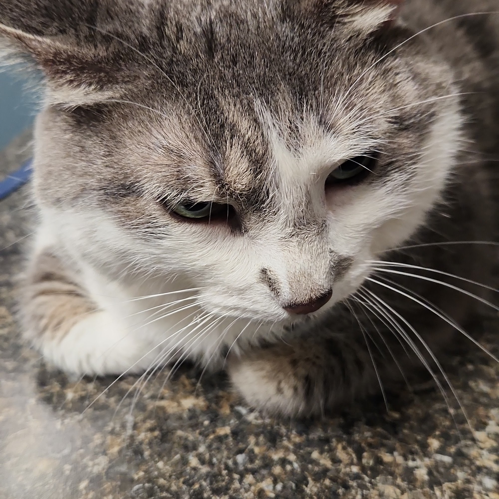 Avon Veterinary Clinic Avon