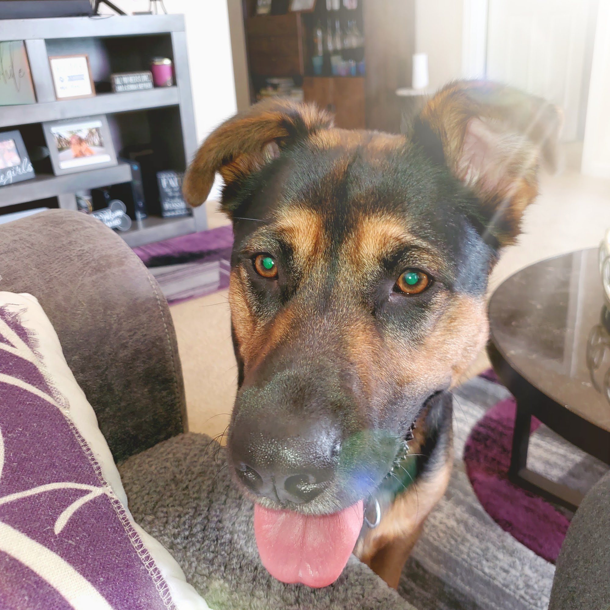 Above & Beyond Animal Care Avon