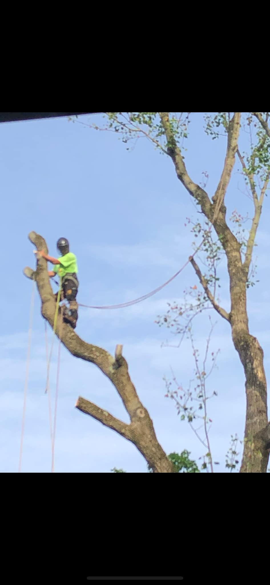 Matt's Tree Service LLC