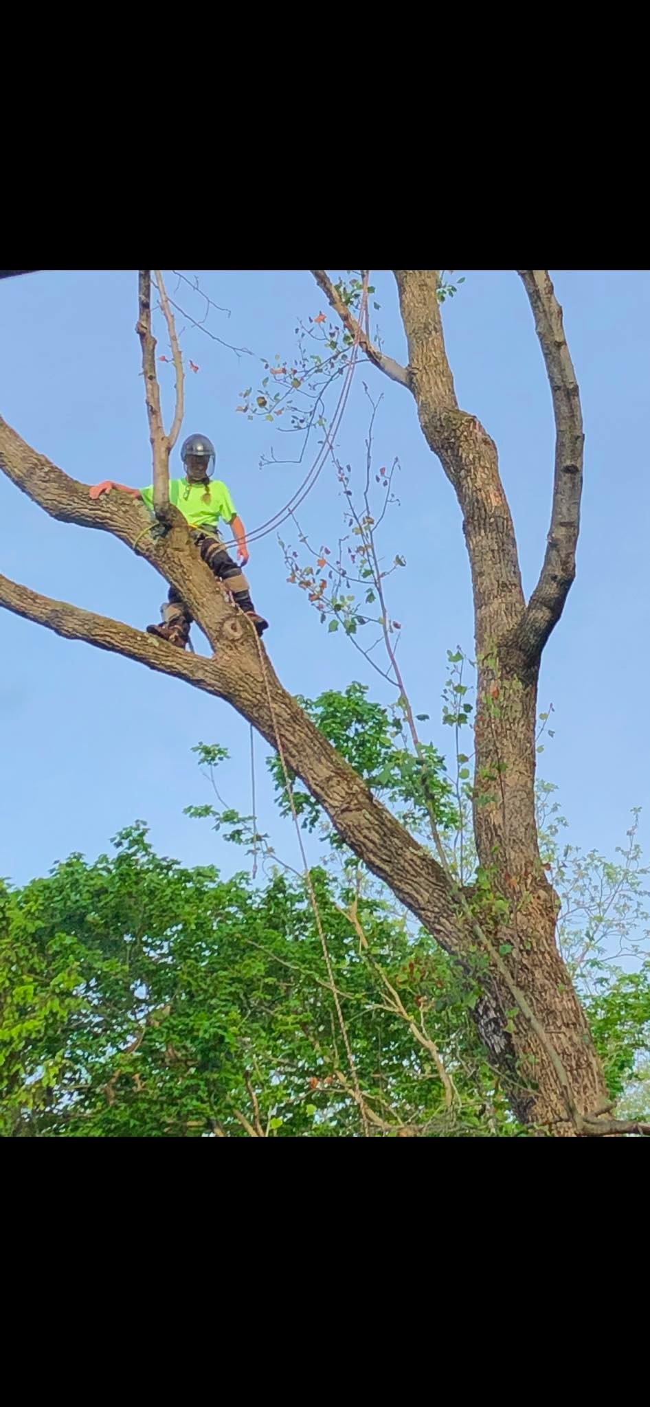 Matt's Tree Service LLC