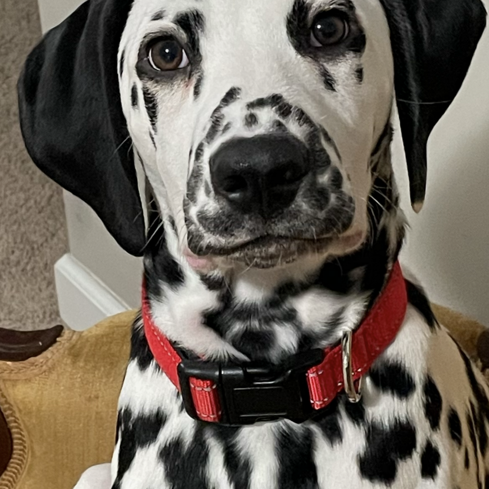 Good Shepherd Veterinary Services Bargersville