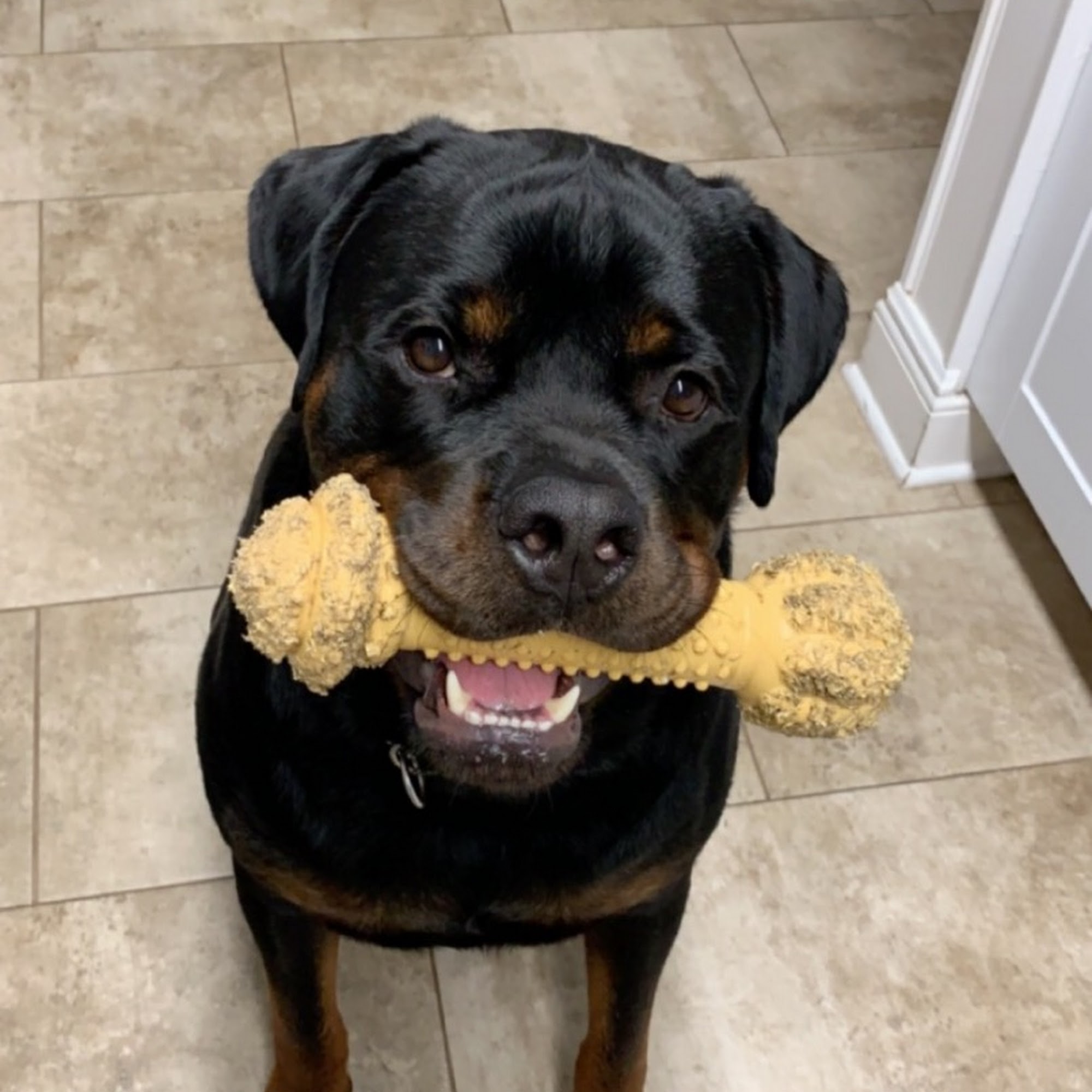 Guardian Rottweilers Bargersville