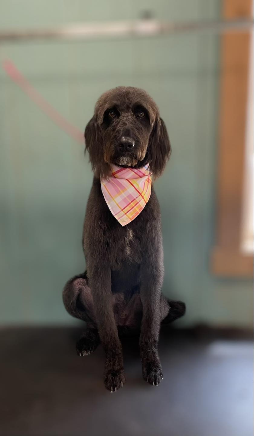 Golden Sudz Grooming Batesville