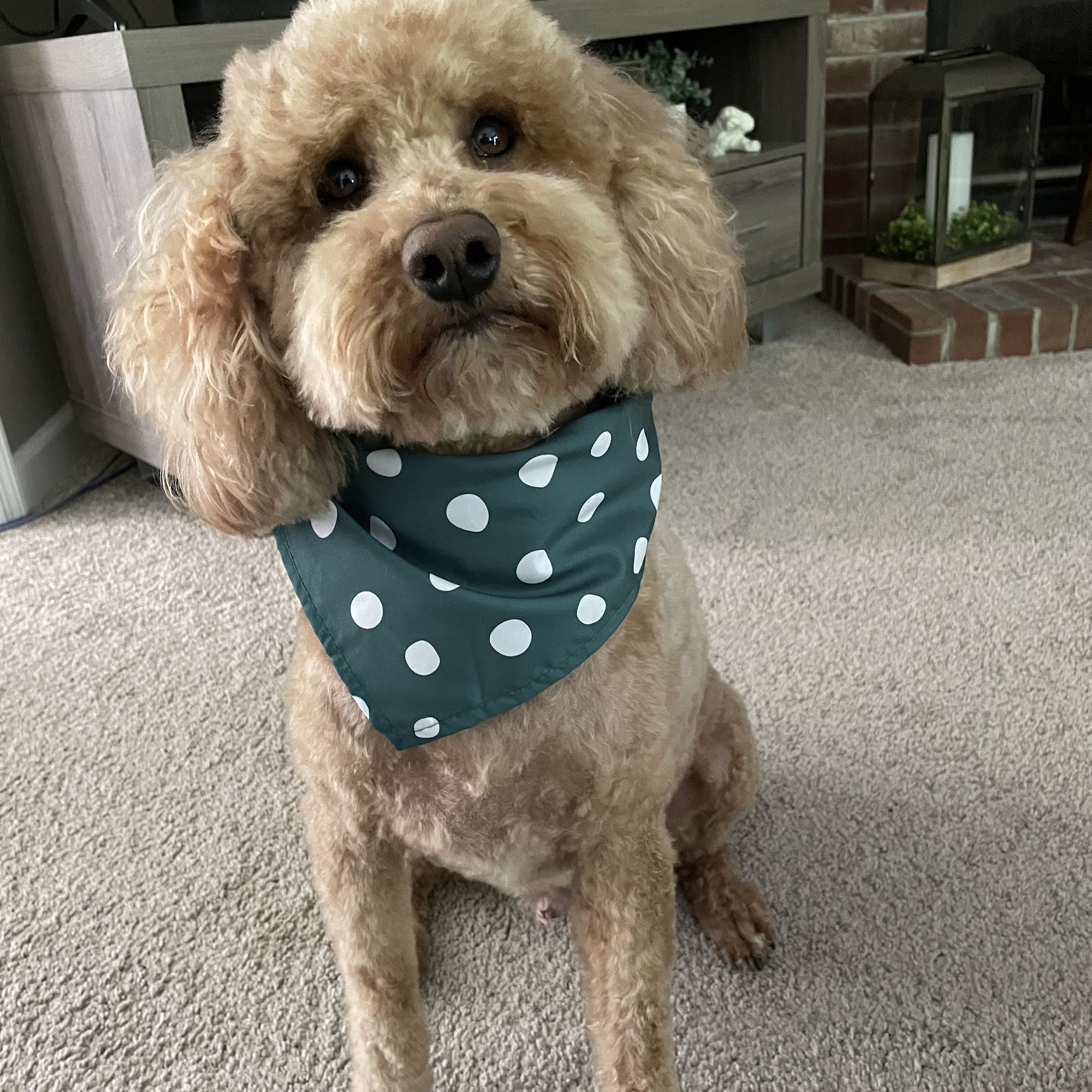 Golden Sudz Grooming Batesville