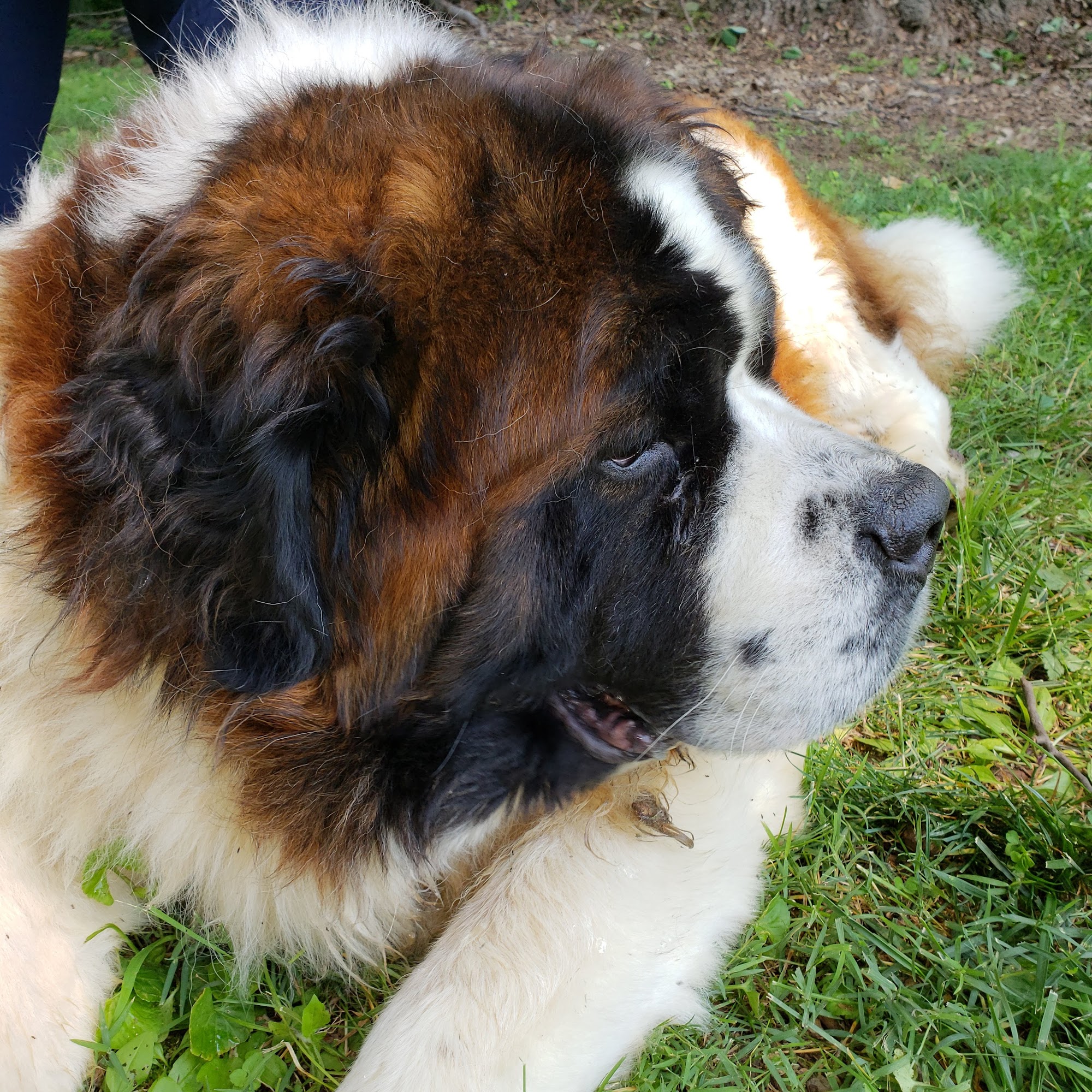 Animal Care Clinic Bedford