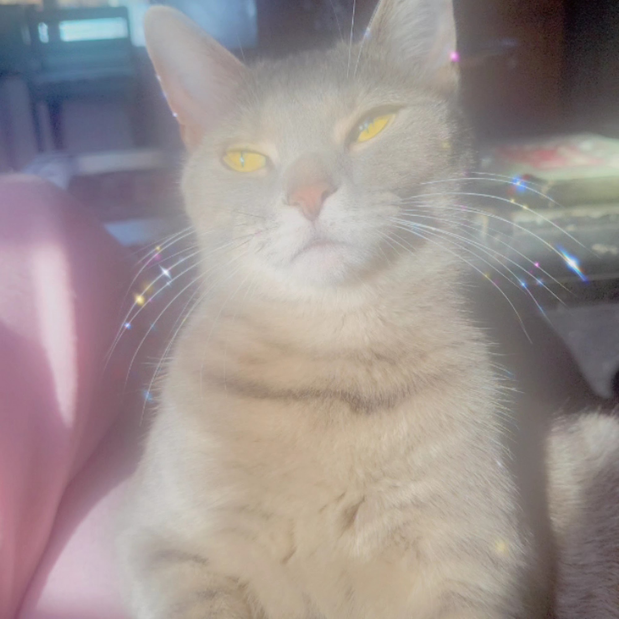 White River Humane Society Bedford