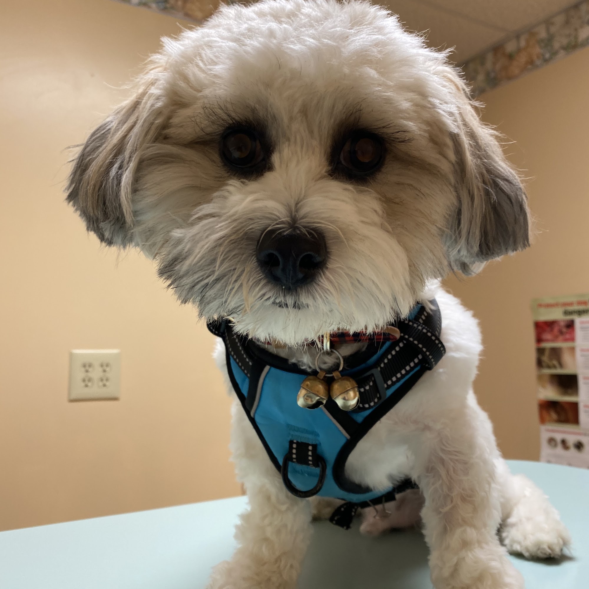 Smith Veterinary Hospital Berne