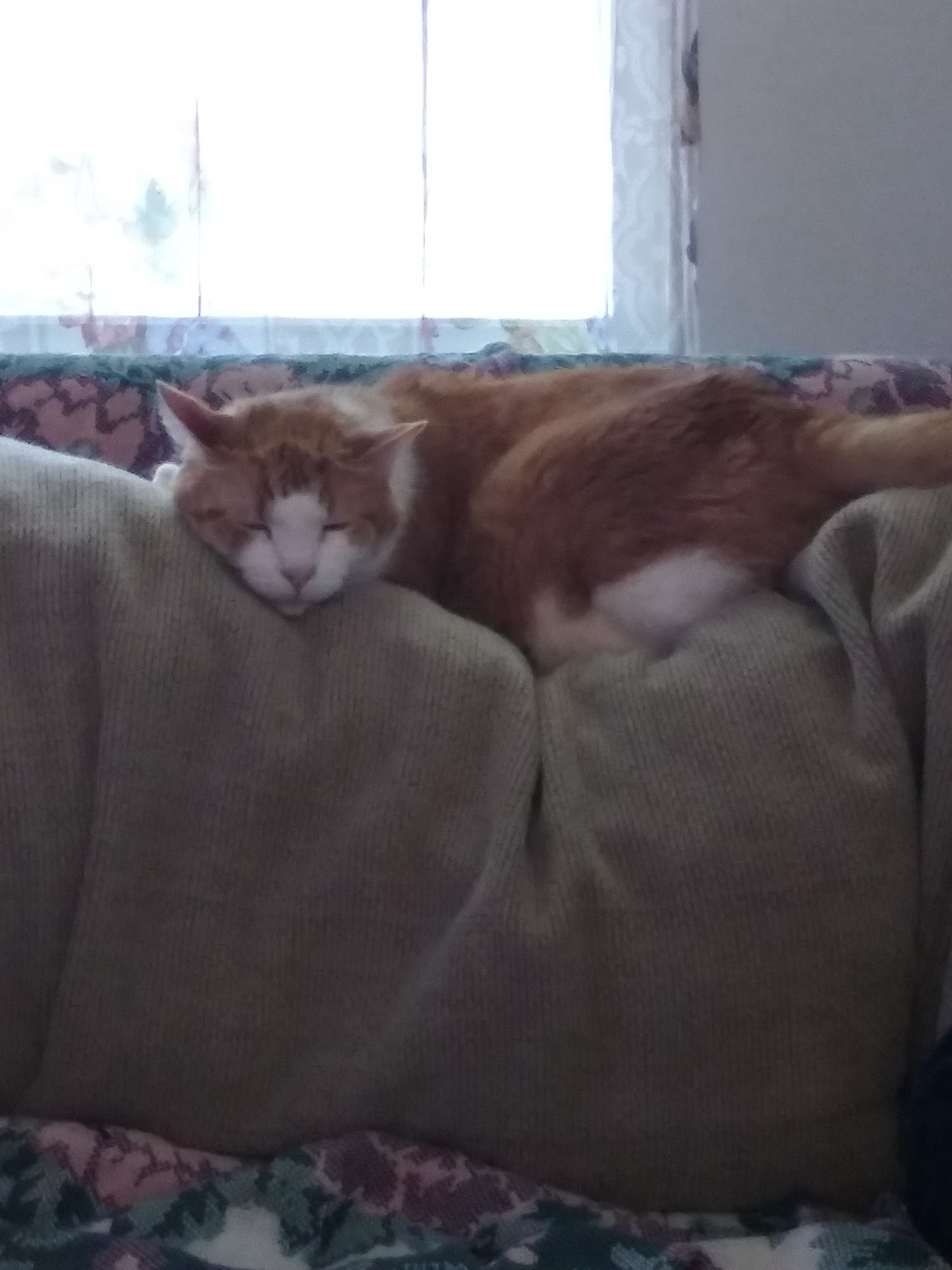 Swiss City Veterinary Clinic PC Berne