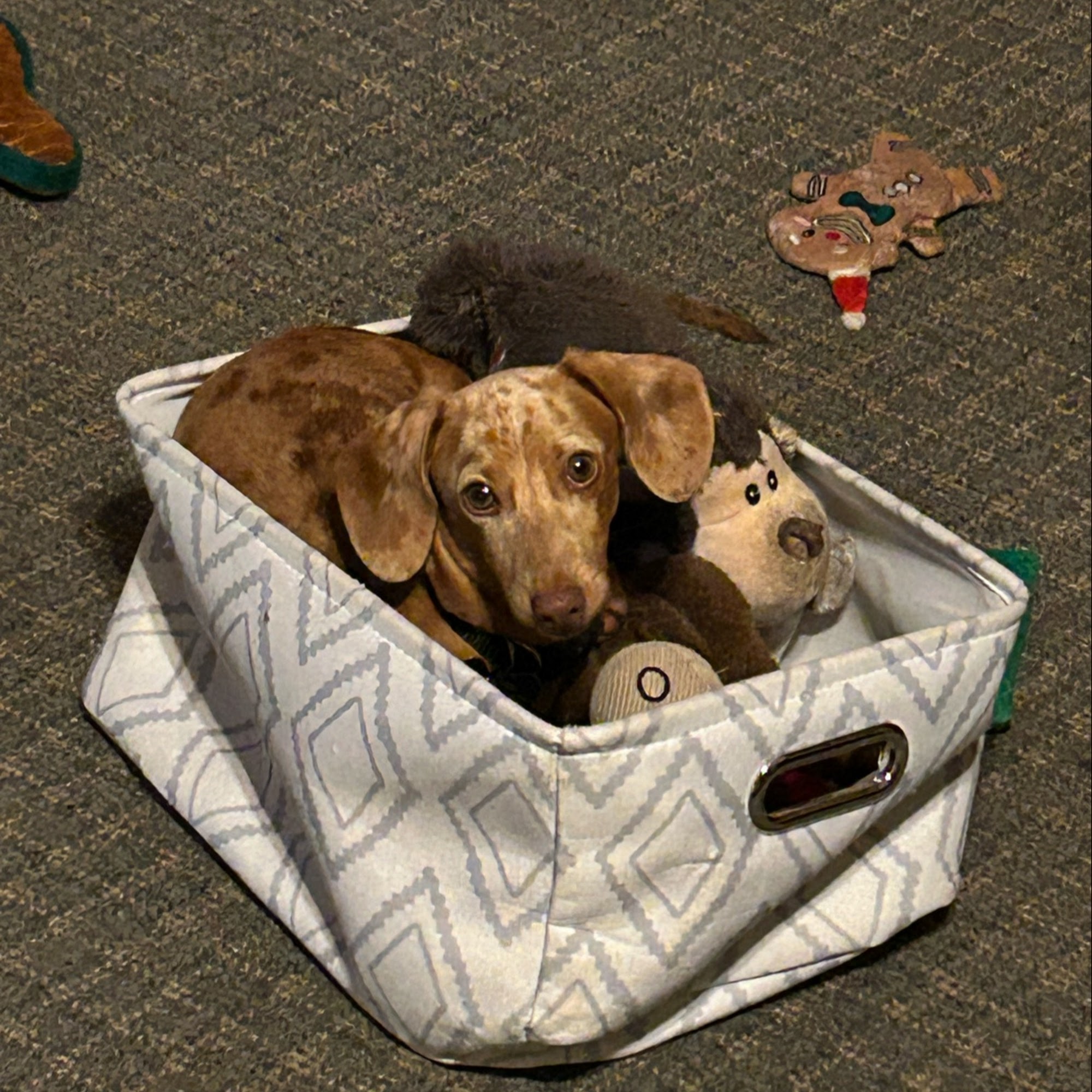 Swiss City Veterinary Clinic PC Berne