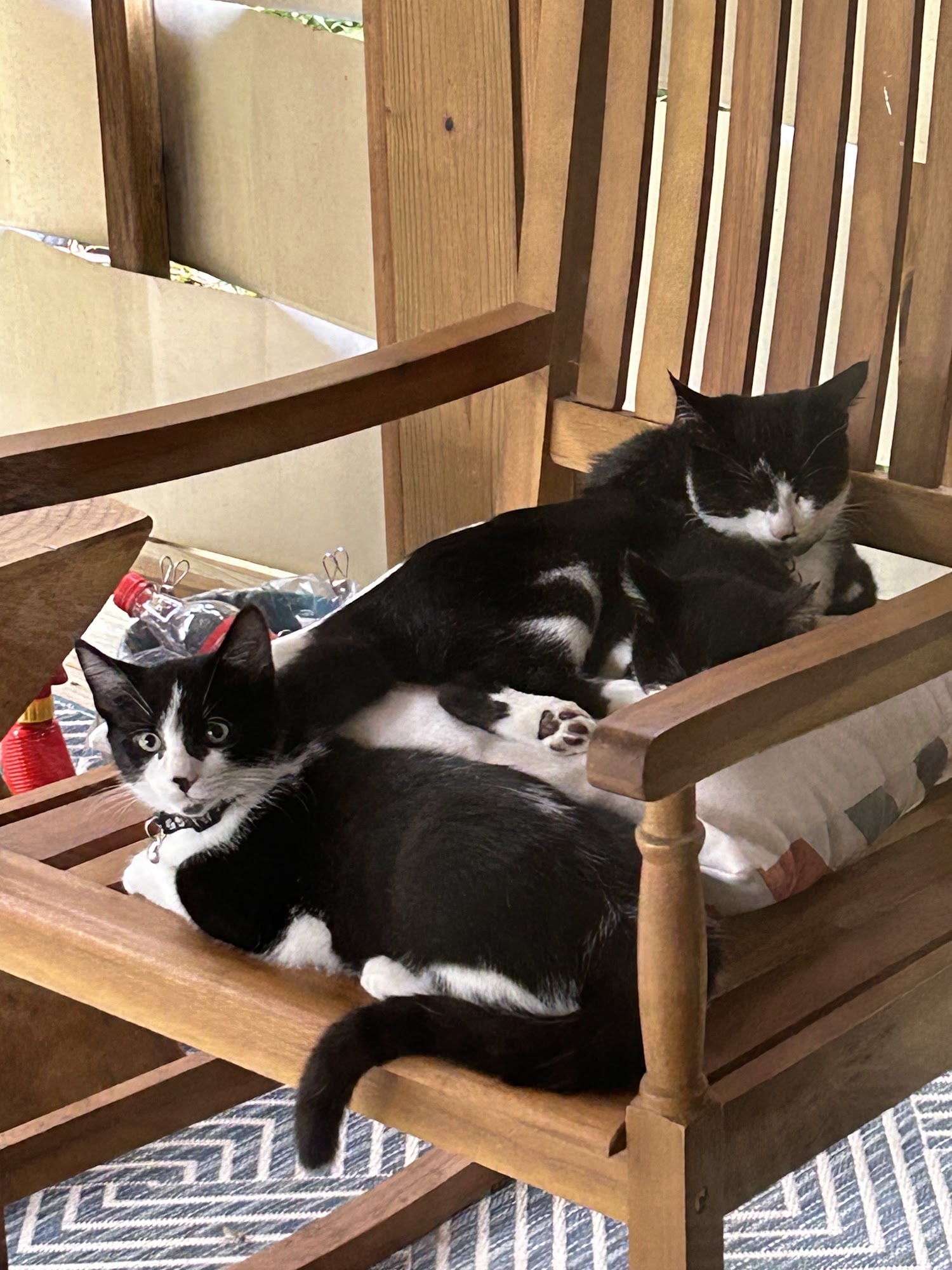 Pets Alive - Nonprofit Spay/Neuter & Wellness Clinic Bloomington