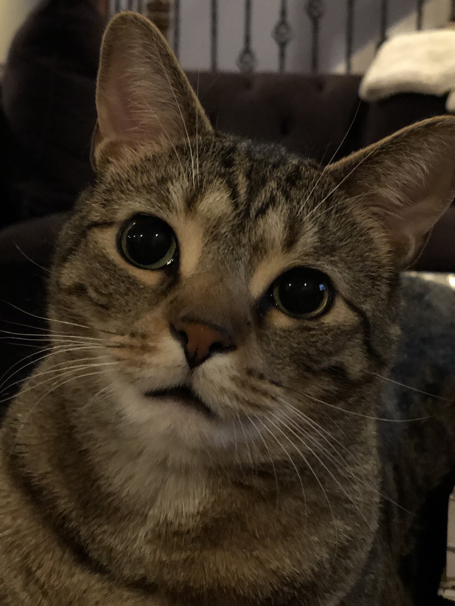 Bloomington Veterinary Hospital Bloomington