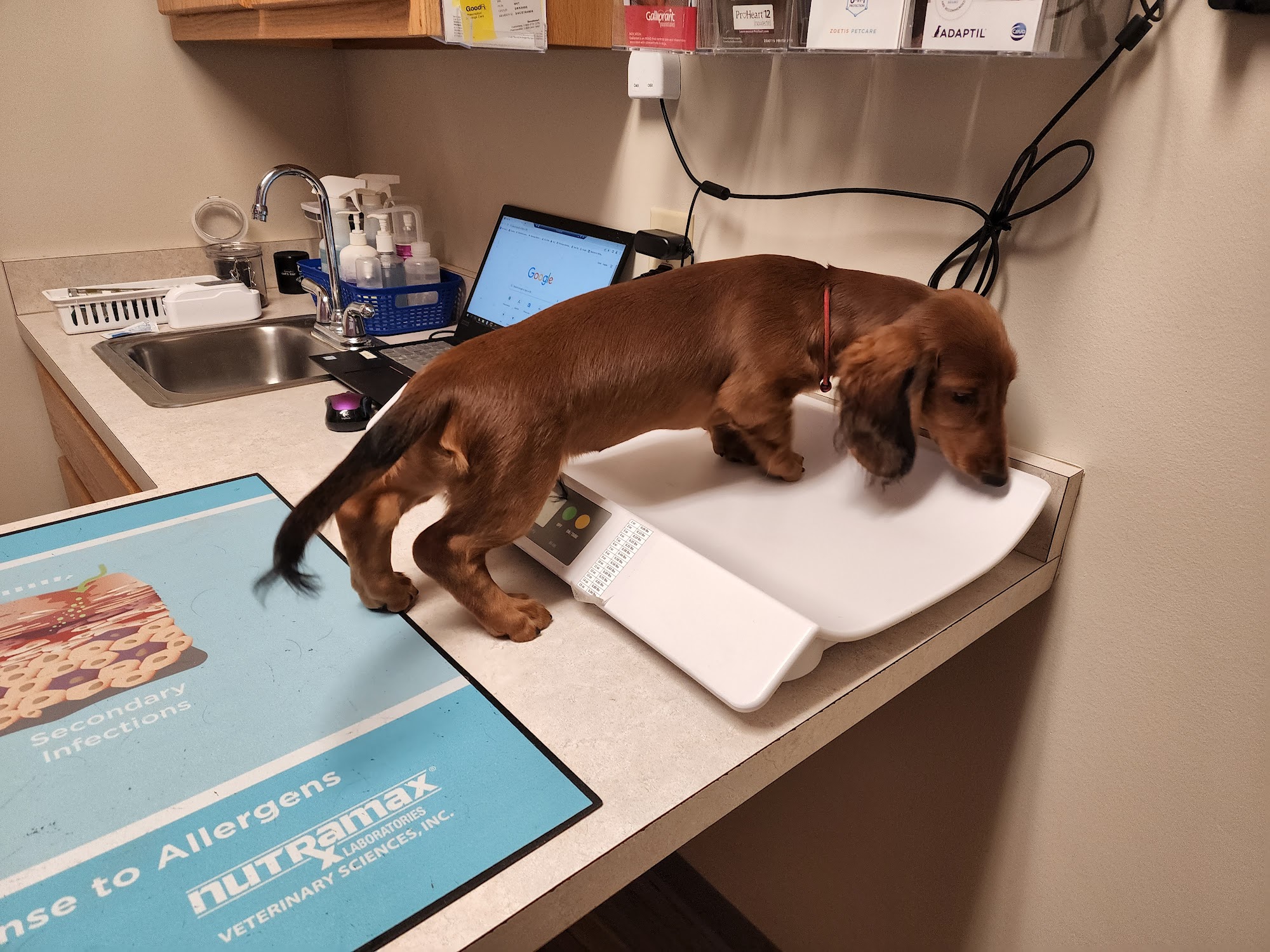 College Mall Veterinary Hospital Bloomington