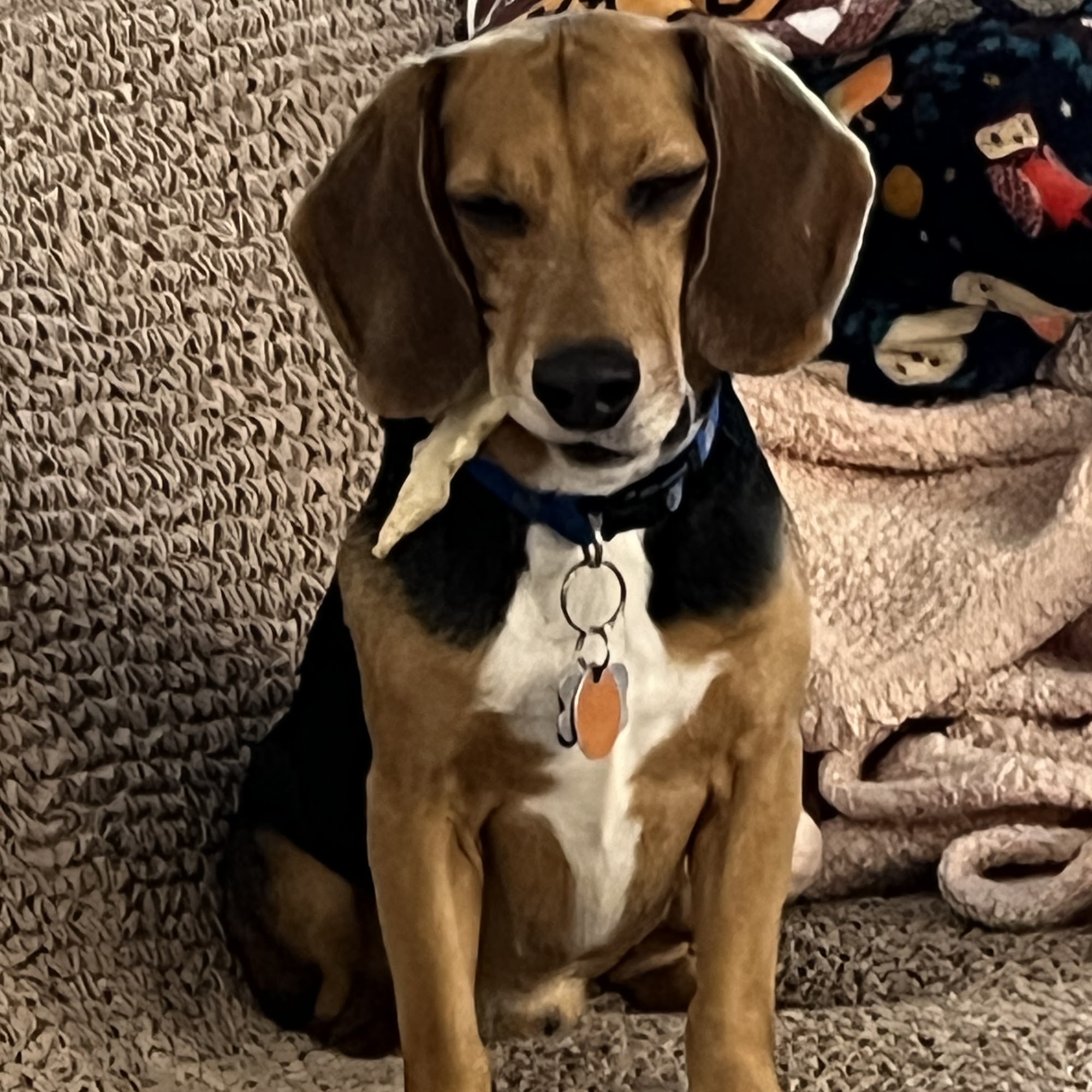 College Mall Veterinary Hospital Bloomington