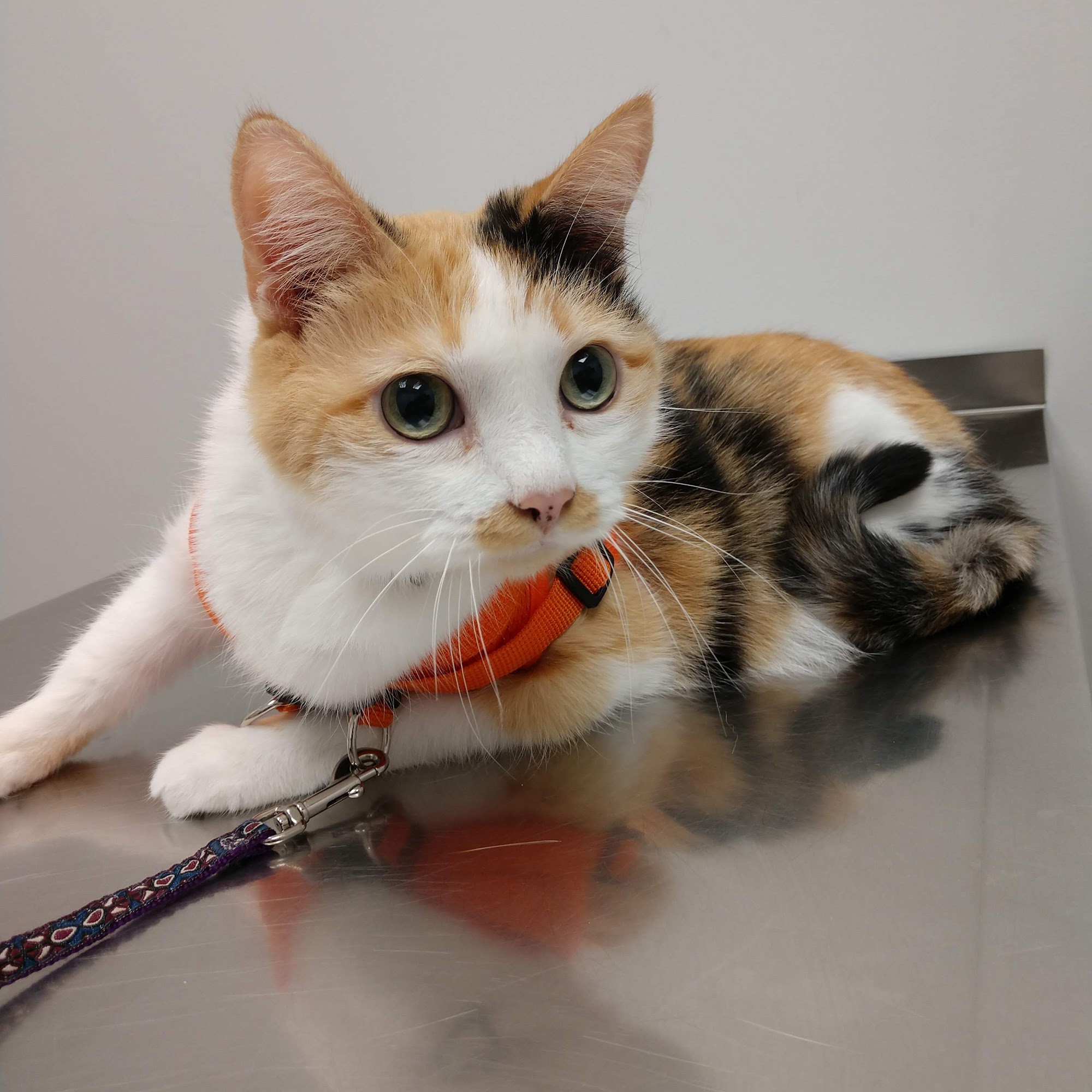 Arlington Heights Veterinary Hospital - South Bloomington