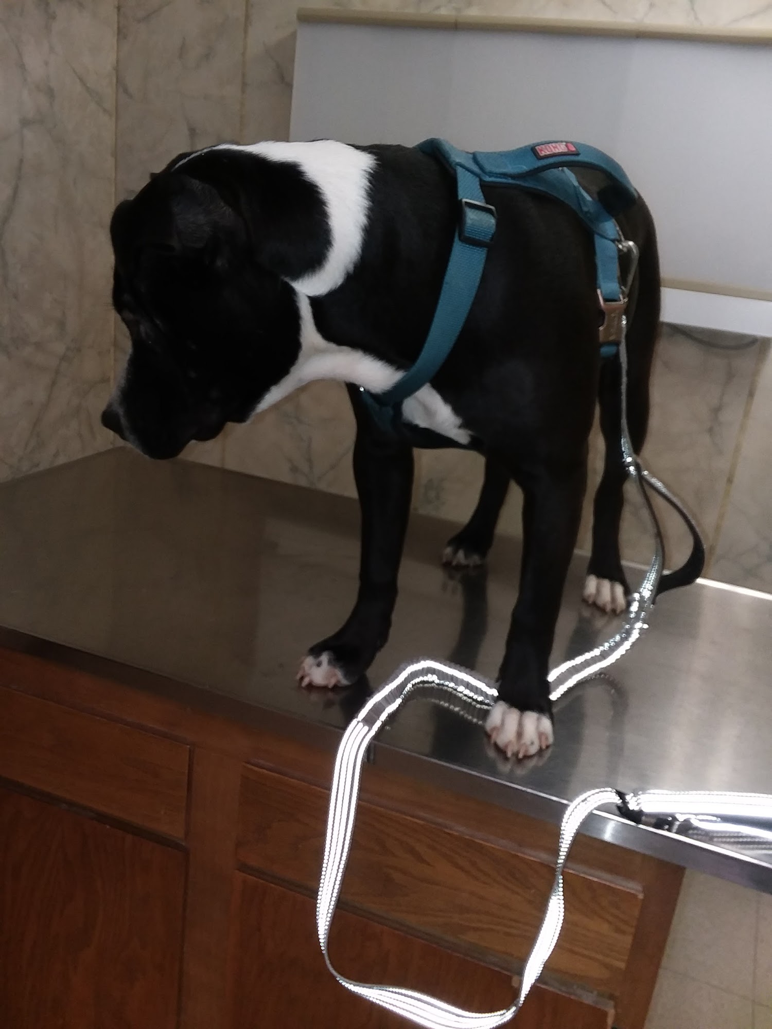 Ellettsville Veterinary Clinic Bloomington