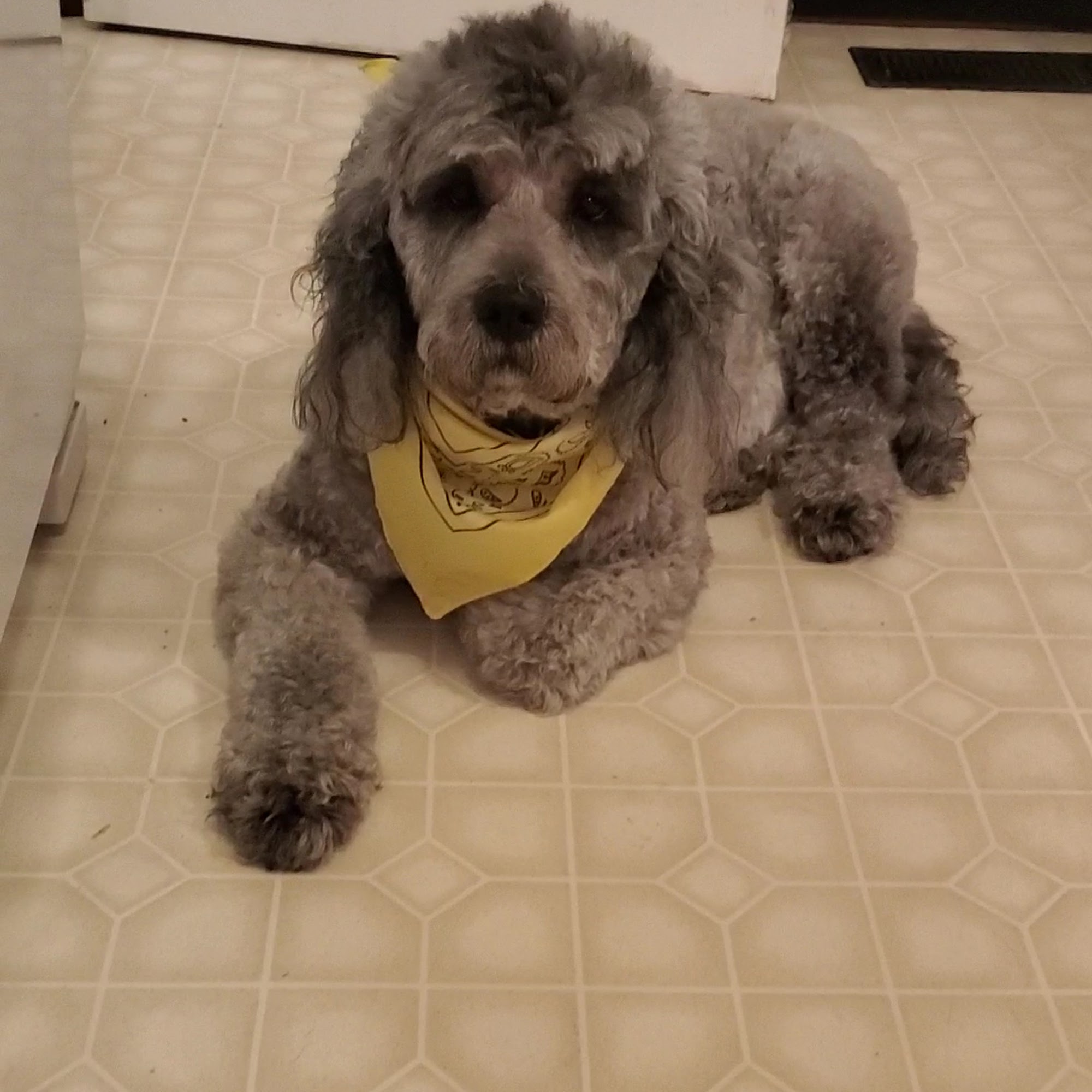 D's Doggie Do's & Cats Too Bloomington