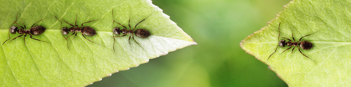 Kirby's Termite & Pest Control, Inc.