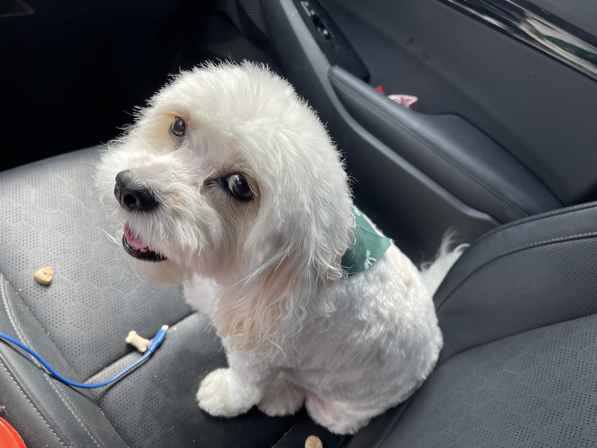 The Bone Yard Pet Shop Bloomington