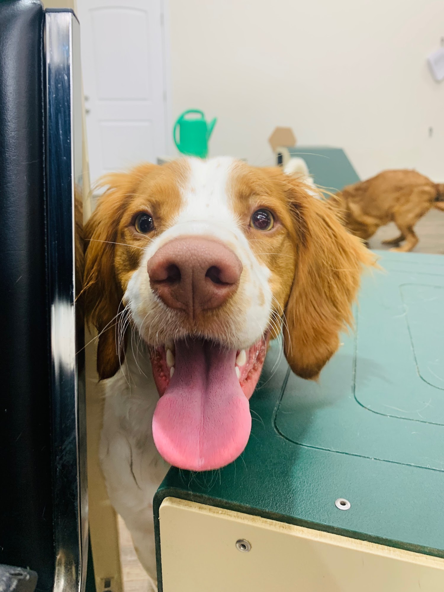 Scout's Honor Bloomington