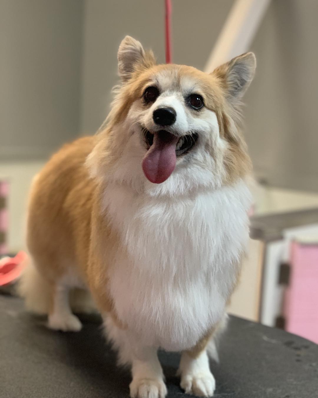 Studio K-9 Bloomington